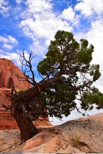 A wind-shaped juniper tree growing from red rock in Arches National Park