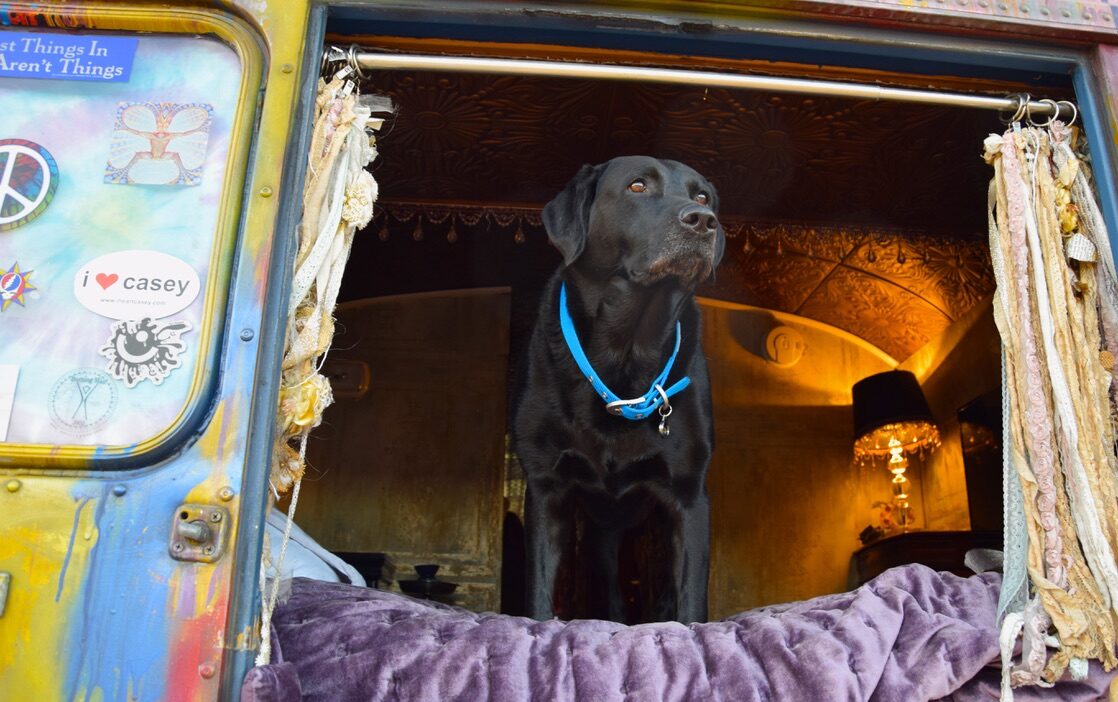 Layla the black Labrador watching the dolphins on the beach in Galveston