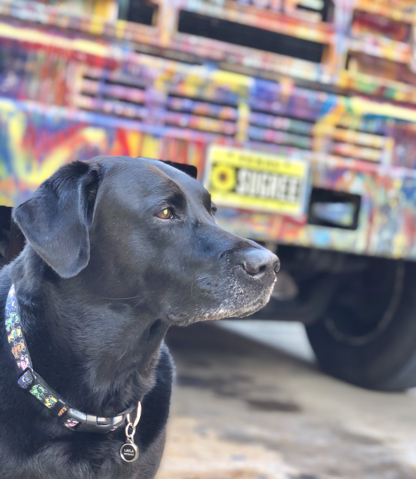 Layla, a black Labrador in a Grateful Dead bear collar, sitting in front of SUGAREE