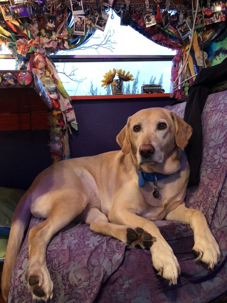 Ryder the yellow Labrador curled up on a cushion by SUGAREE's window, decorated with sunflowers and hanging photos